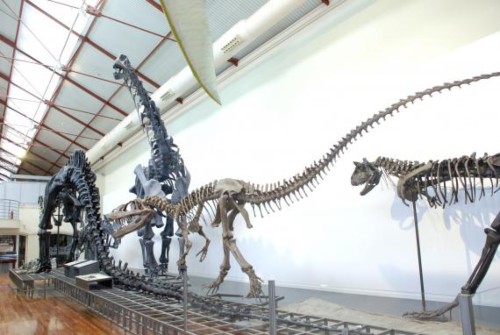 Museo del CSIC