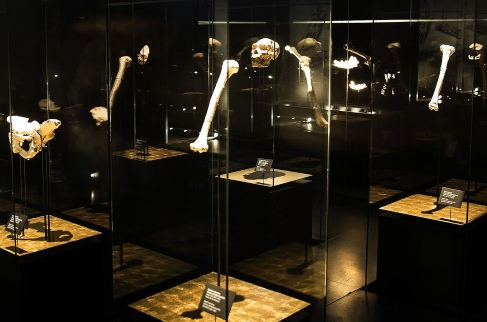 Museo de la Evolución Humana de Burgos