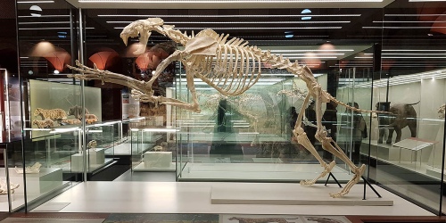 Museo arqueológico regional de Madrid