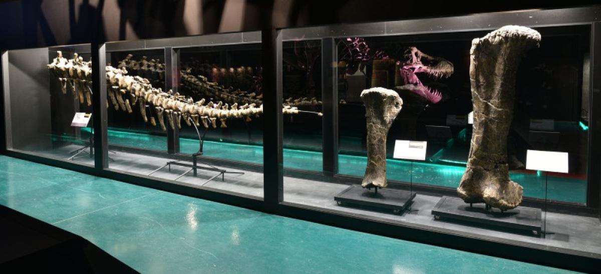 Sala del Museo Nacional de Ciencias Naturales. Fuente: MNCN.
