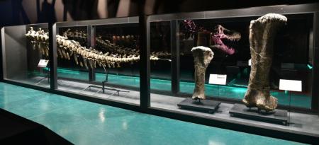 Sala del Museo Nacional de Ciencias Naturales. Fuente: MNCN.